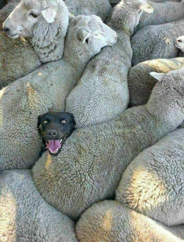 Dog in amongst sheep