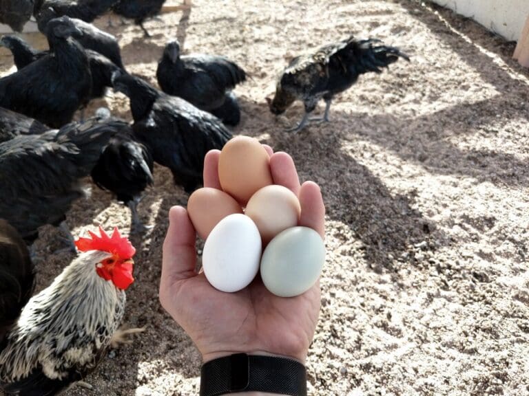 Eggs in a hand